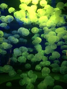 This are jelly fish. They had a display with babies, these "juveniles", then large jellies. This display was under a black light and the fish changed color from the light ... green ... purple ... blue ... pink ... sort of creepy and pretty at the same time!